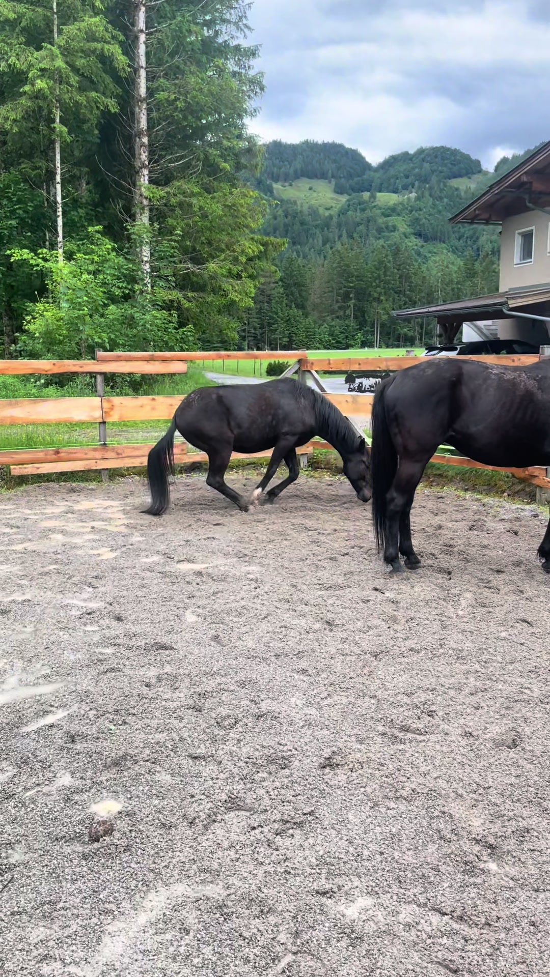 @Mountain Hill Ranch 🇦🇹
