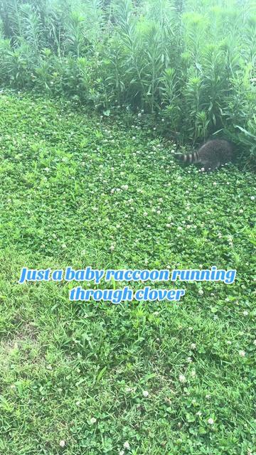 @Sarahsquirrels43🐿️