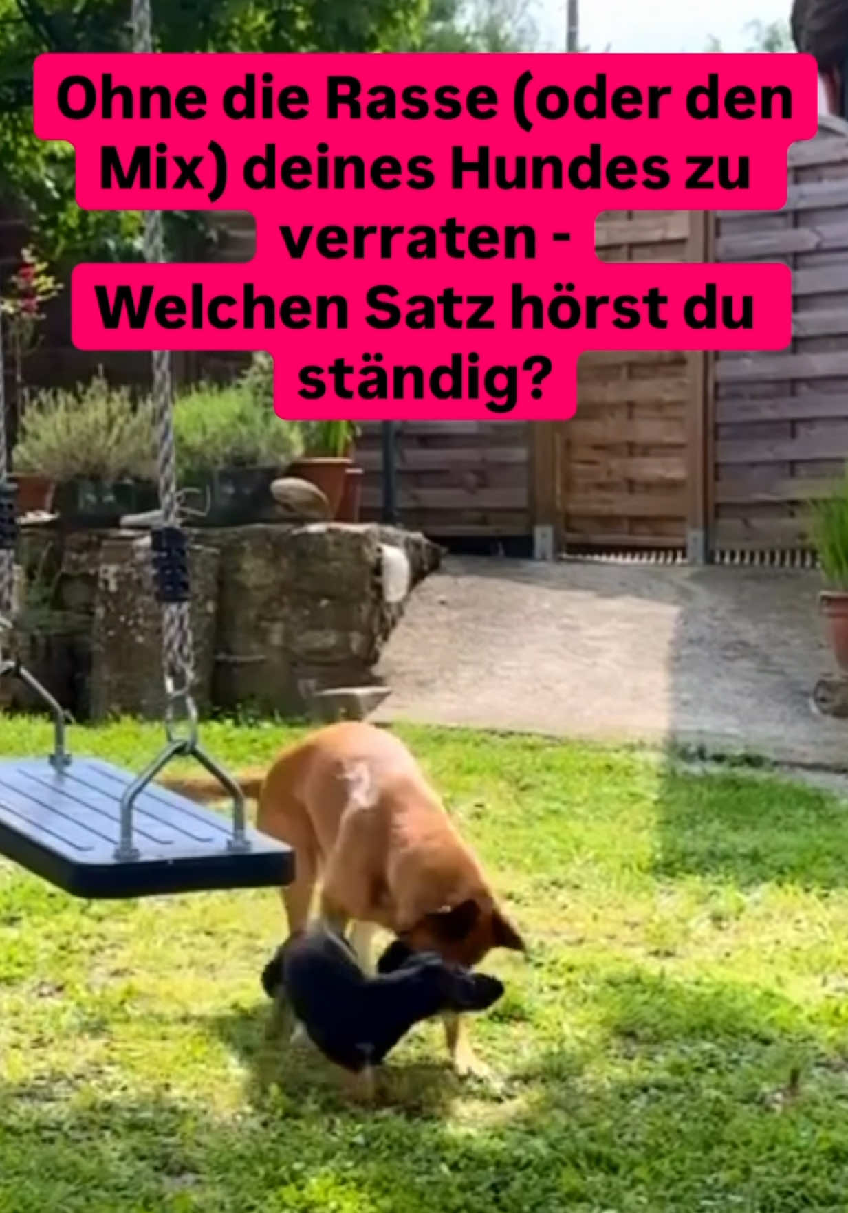 @INSAbenteuerHund