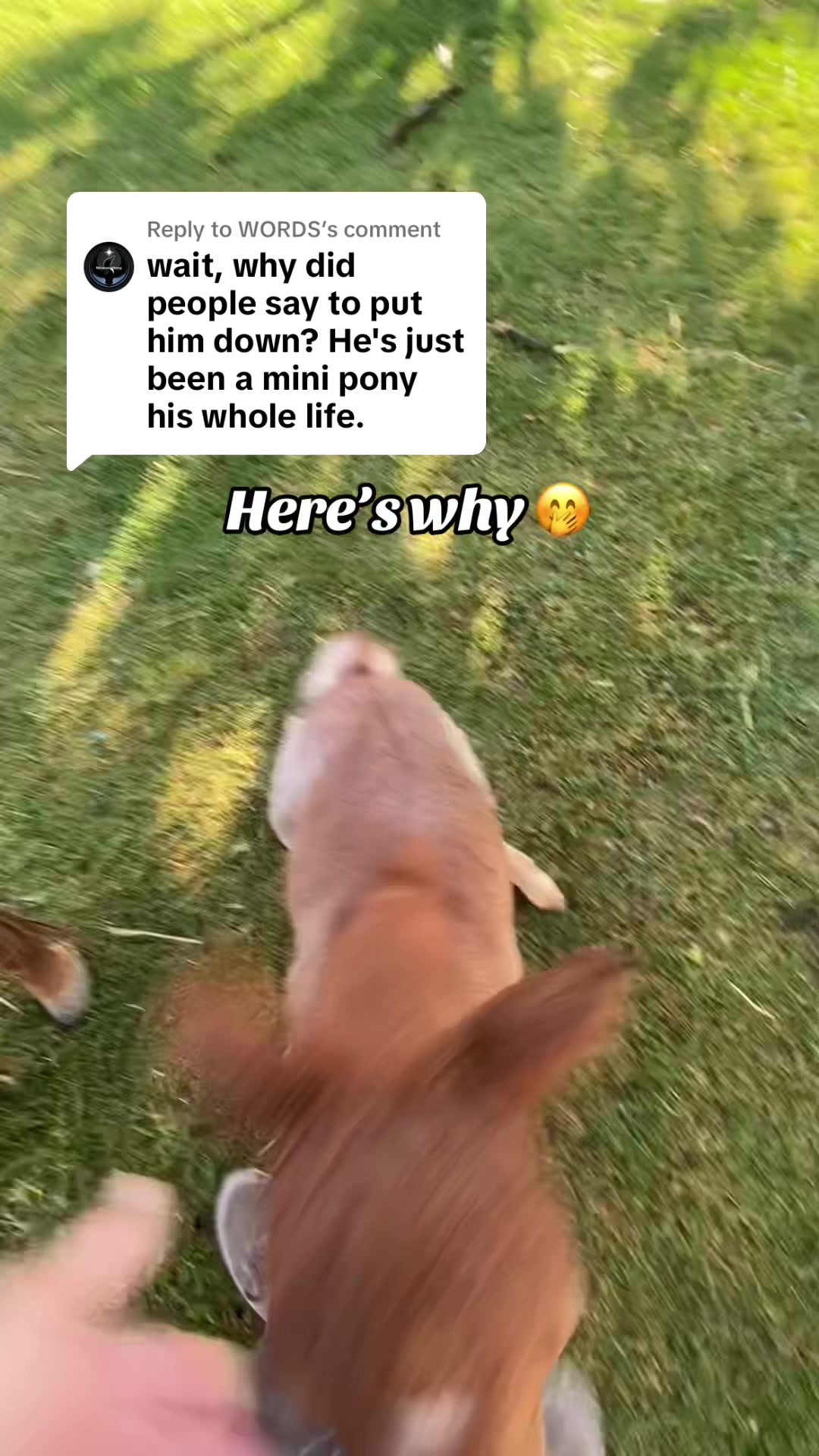 @Hot Sauce the Mini horse 🐎