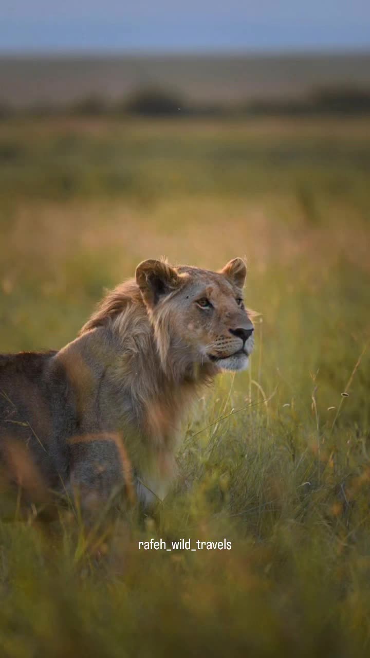 @Guzzicar🦁