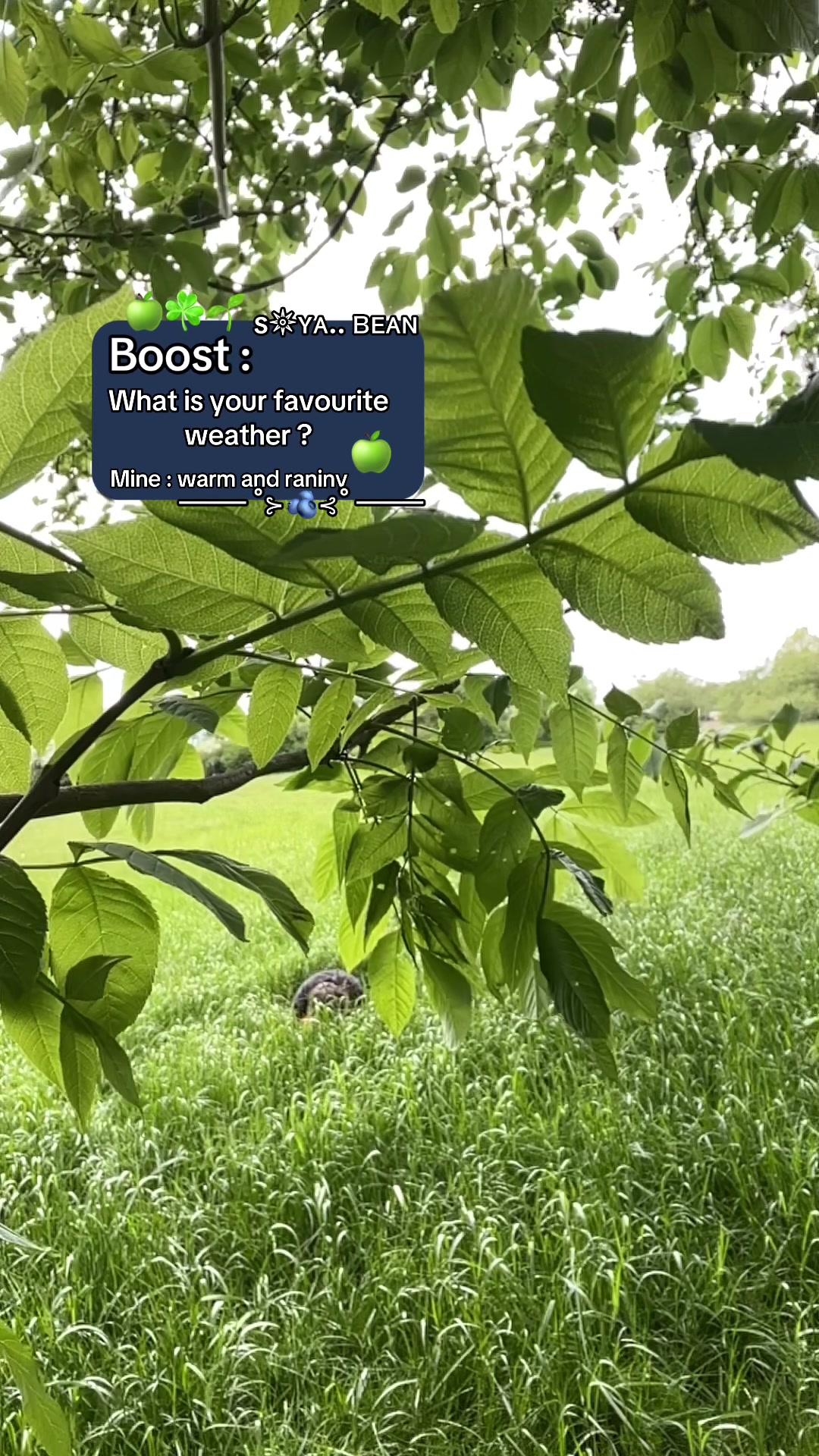 @☘✸ s𖤓ʏᴀ.. ʙᴇᴀɴ ✸🍏