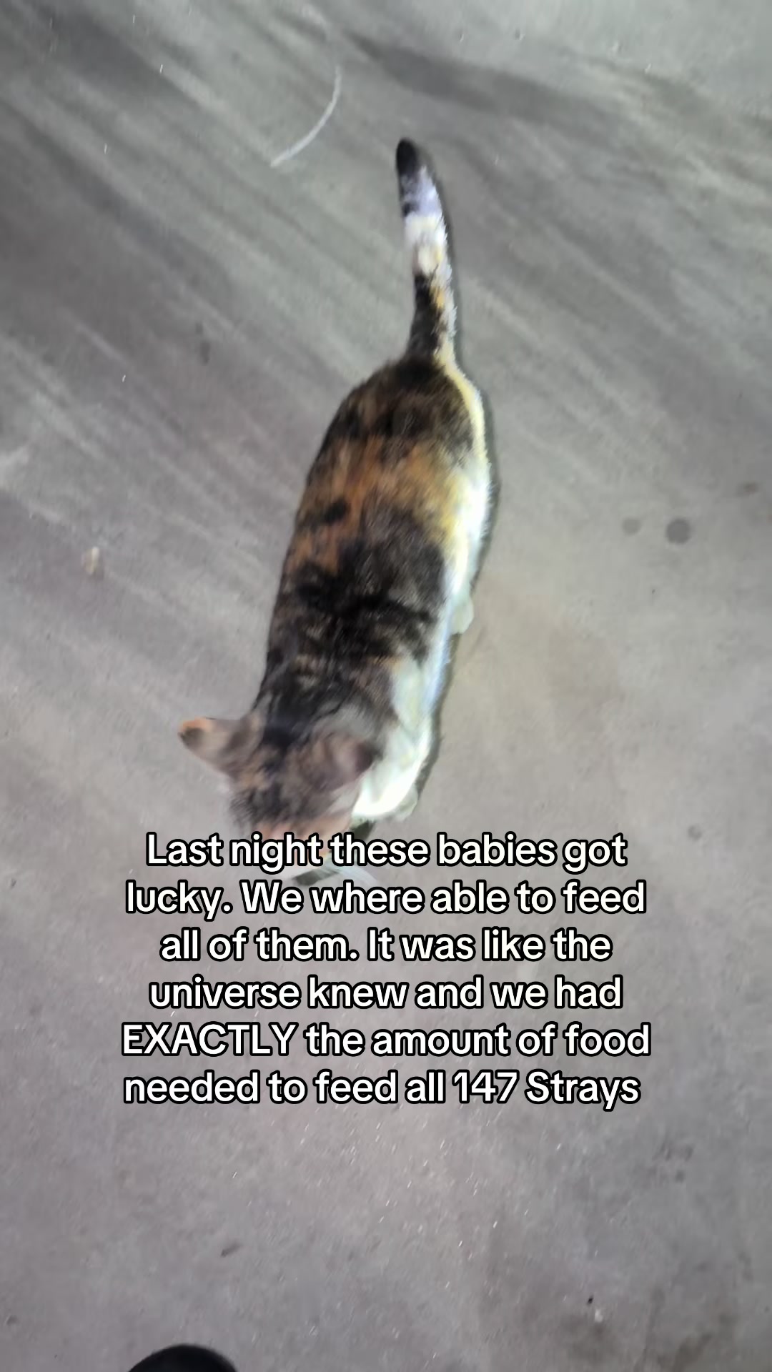 @Purrrrfect Paws Rescue