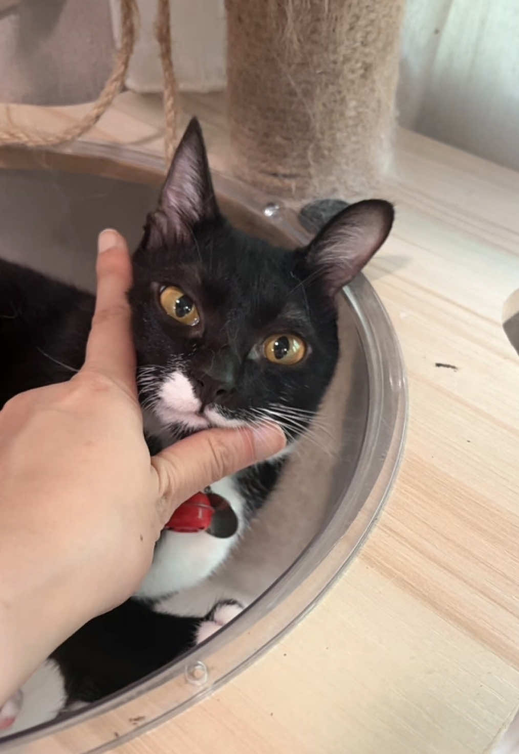 @Lyra and friends 😽