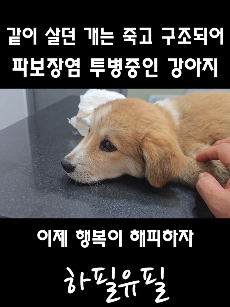 @하필유필