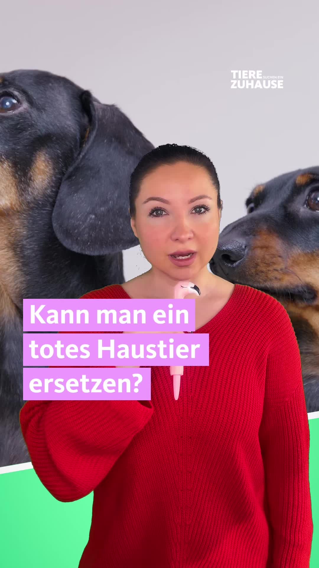 @Tiere suchen ein Zuhause