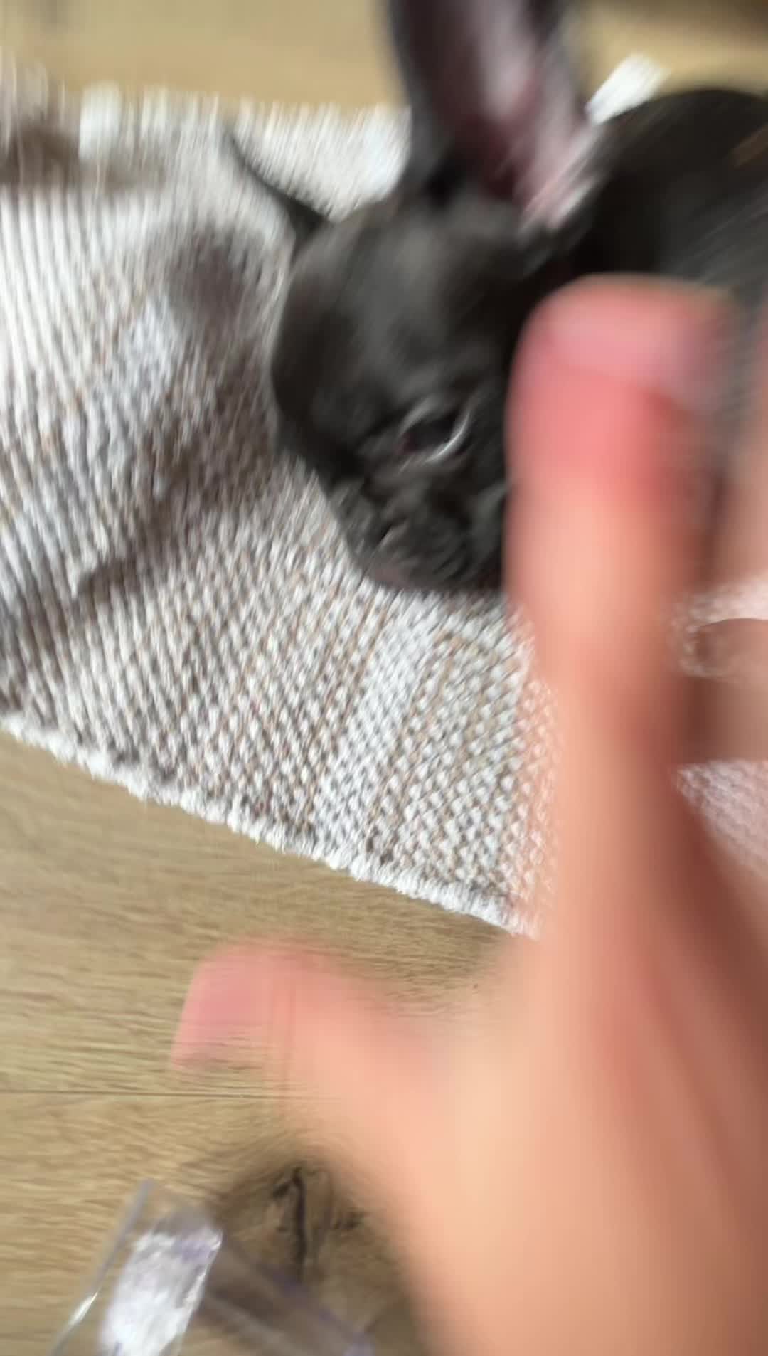 @Smokey the kitty😼