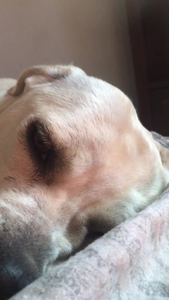 @I_miei_animali❤️