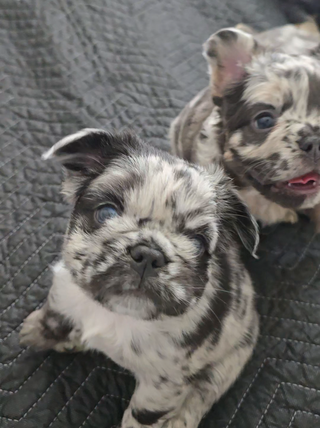 @luxuryfrenchiesbyyuni