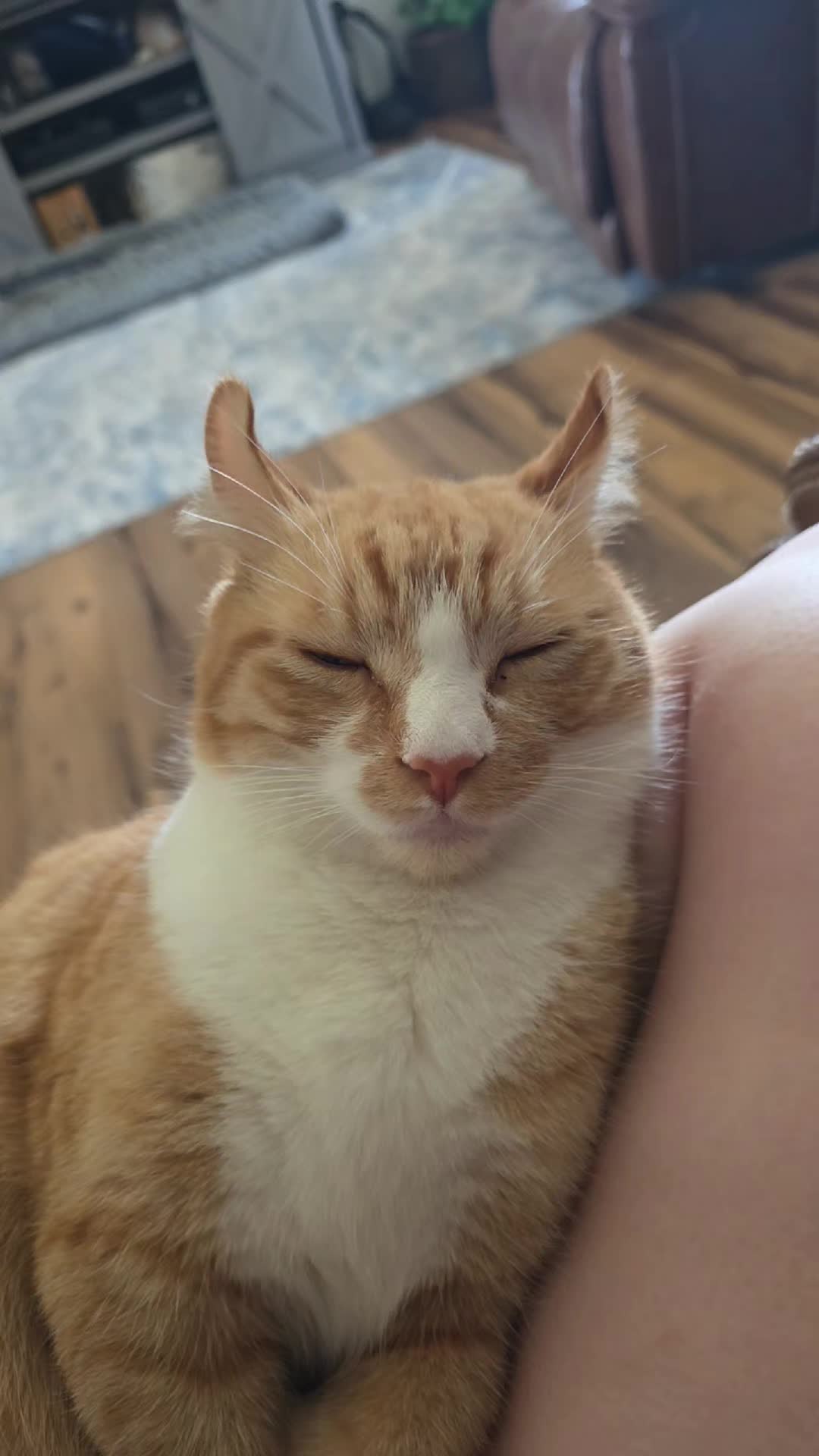 @B_Pets