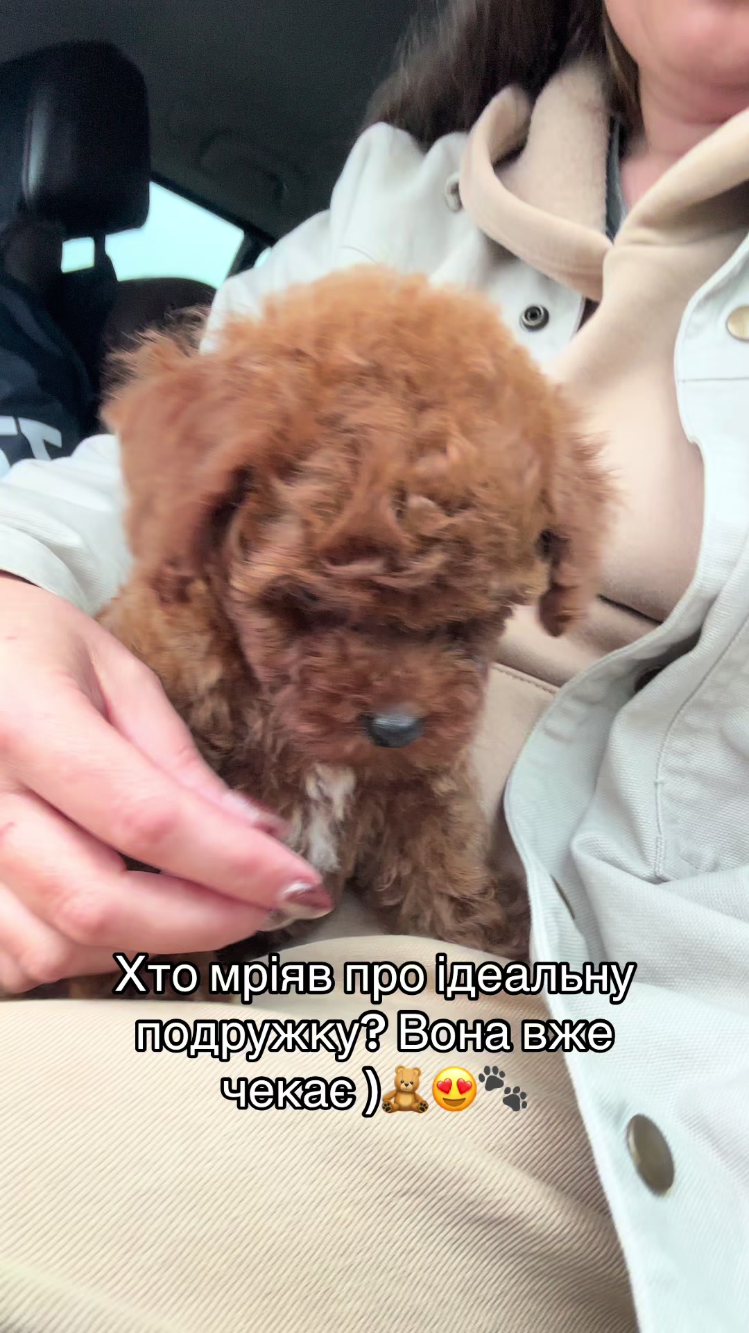 @toypoodlemaltipoo_puppie