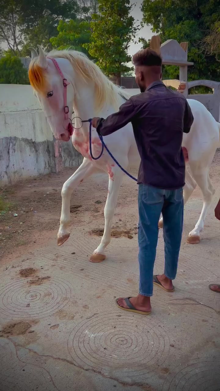 @@𝙂𝙍 𝙃𝙤𝙧𝙨𝙚 𝙁𝙖𝙧𝙢 🐴