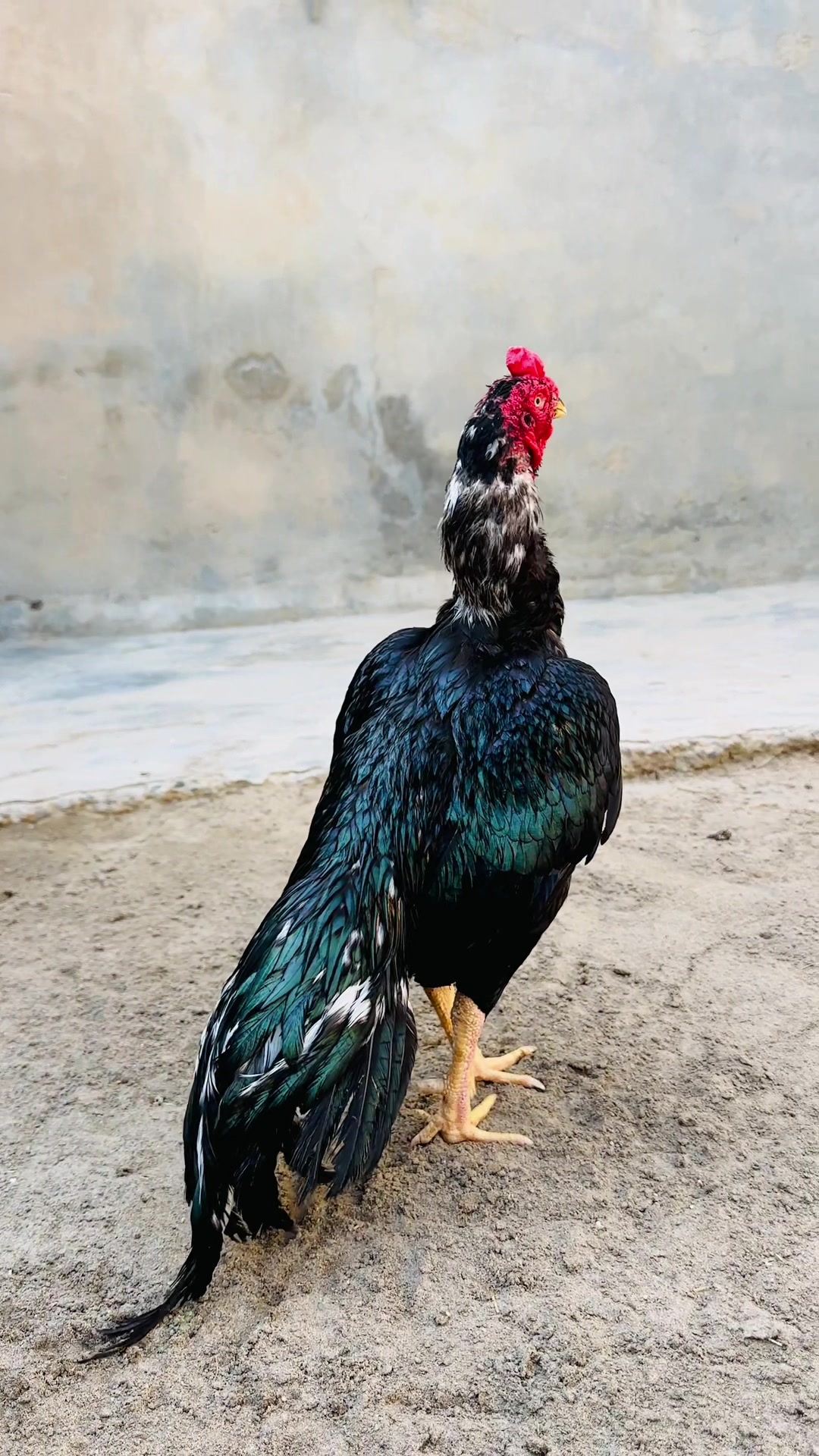 @Professionalaseelbirds2