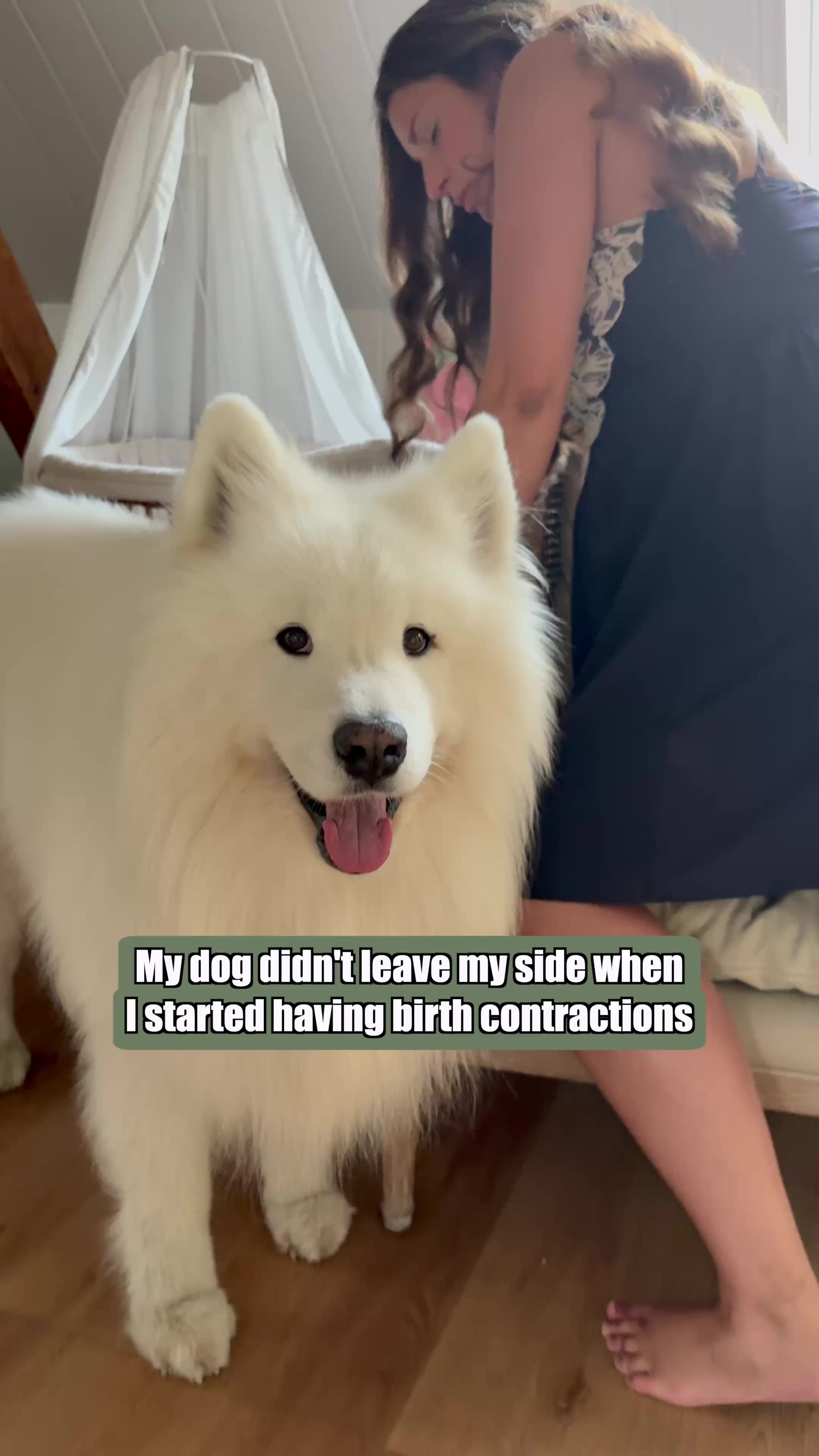 @wanderlust_samoyed