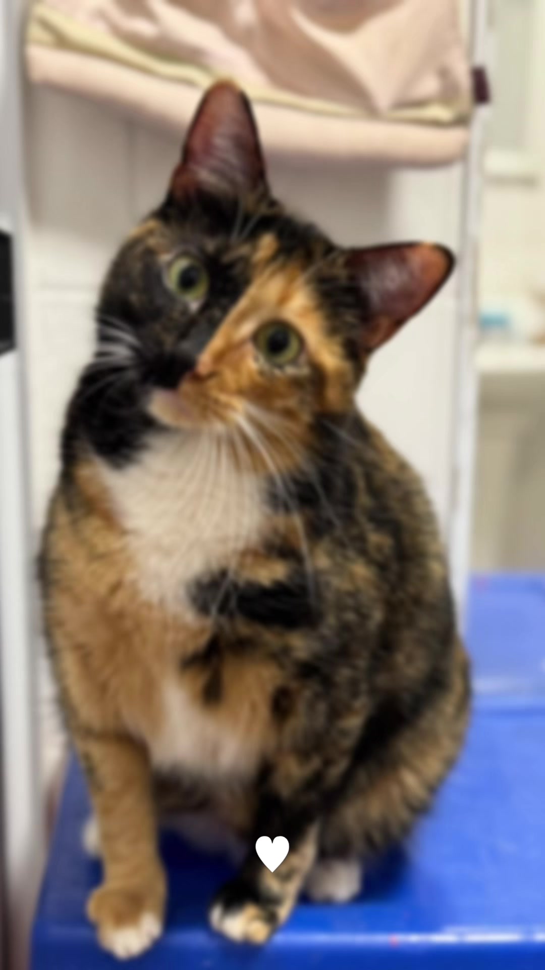 @kiki 🐈⬛