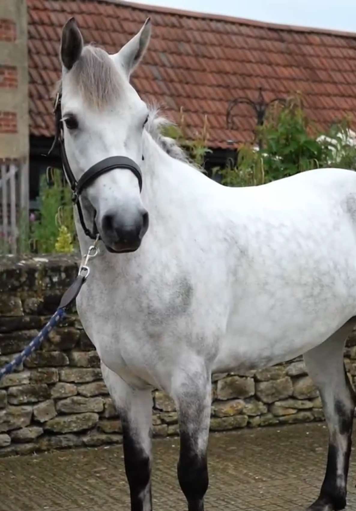 @HorseQuest - Horses for Sale