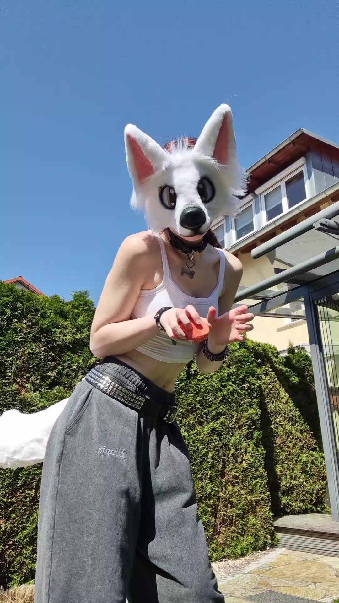 @☆sillydog☆