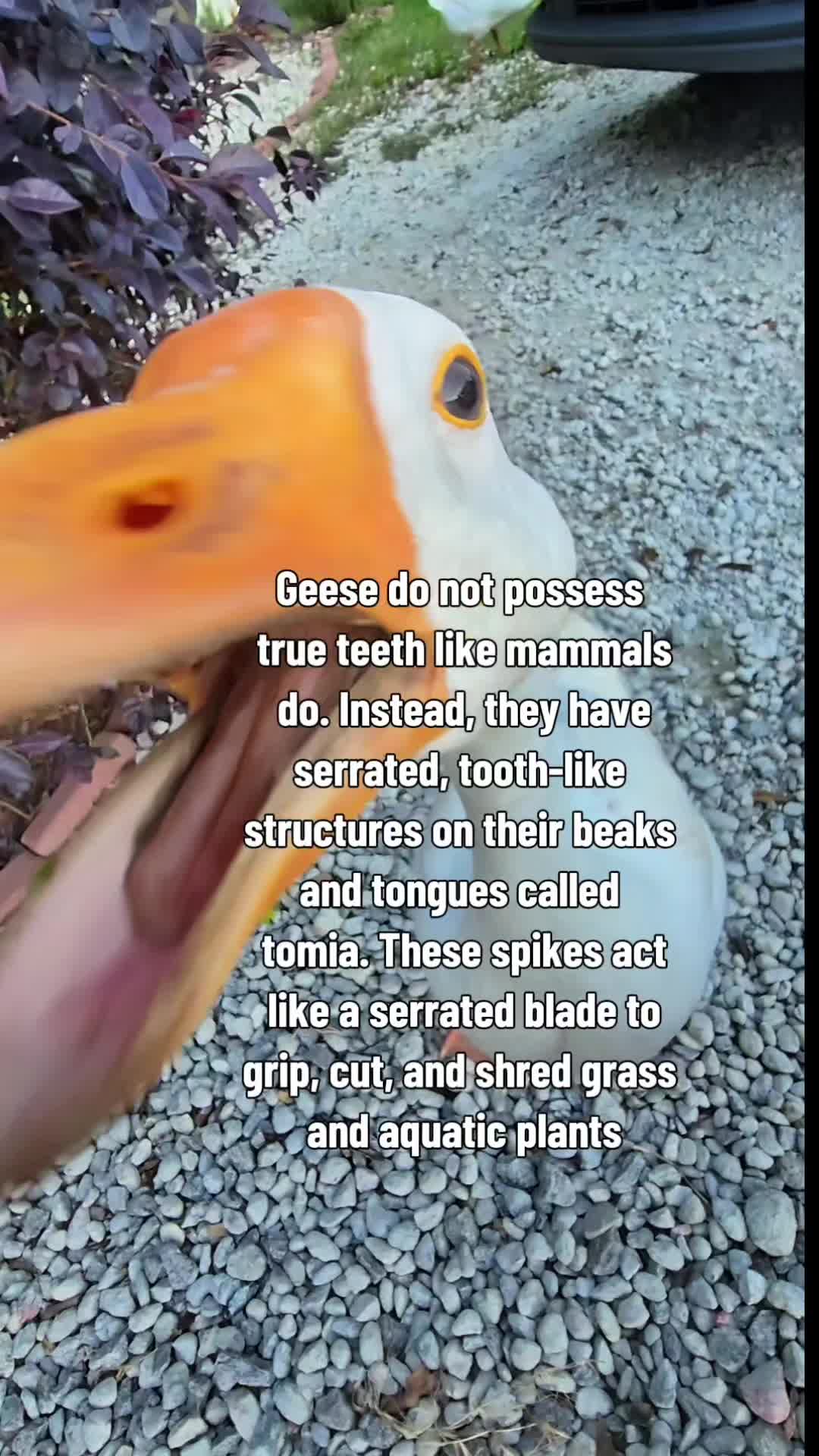 @Skeletonsonbeaverpond❌️🦆☠️