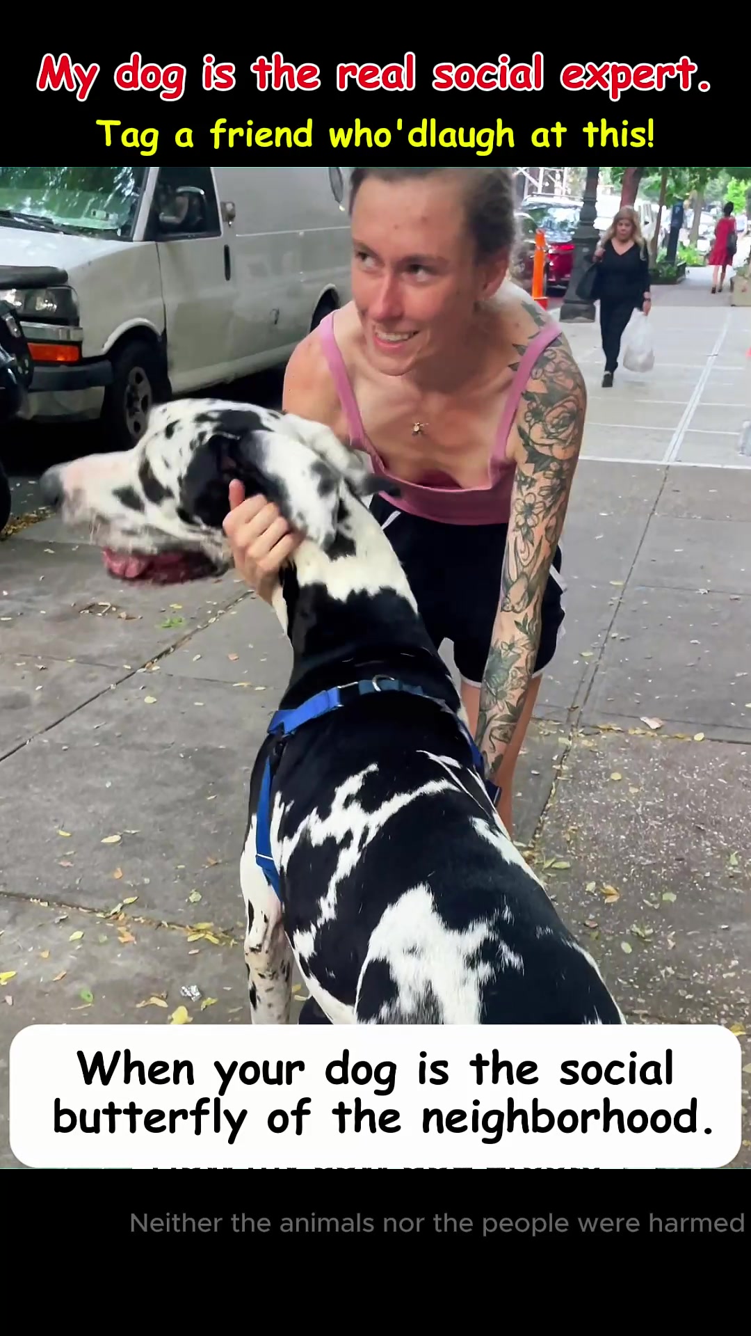 @pet.funny799