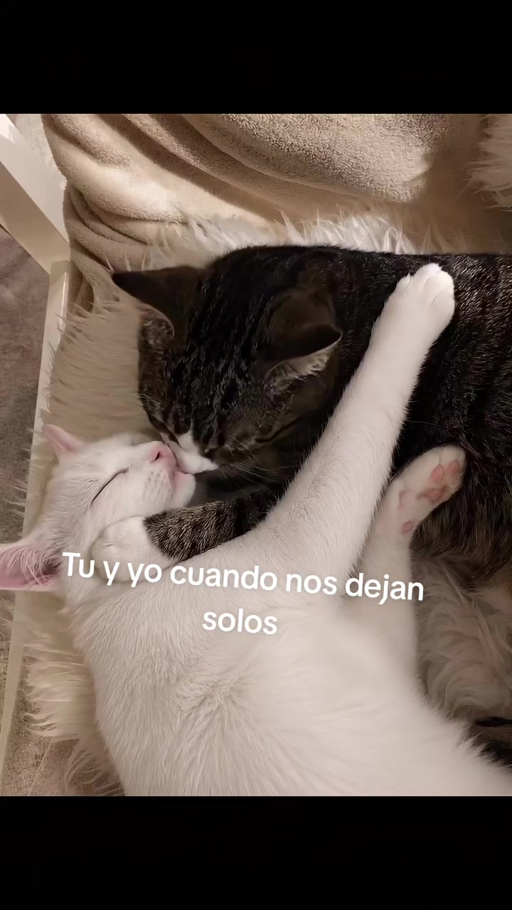 @Ivideos🖤