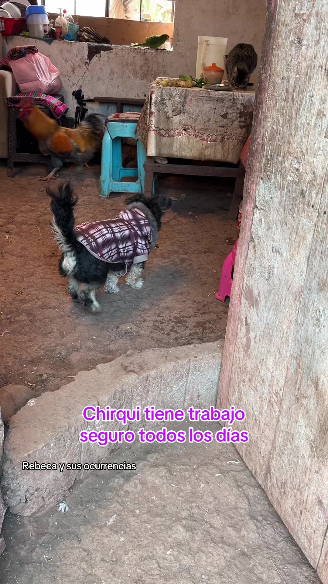 @🐈Rebeca y sus ocurrencias