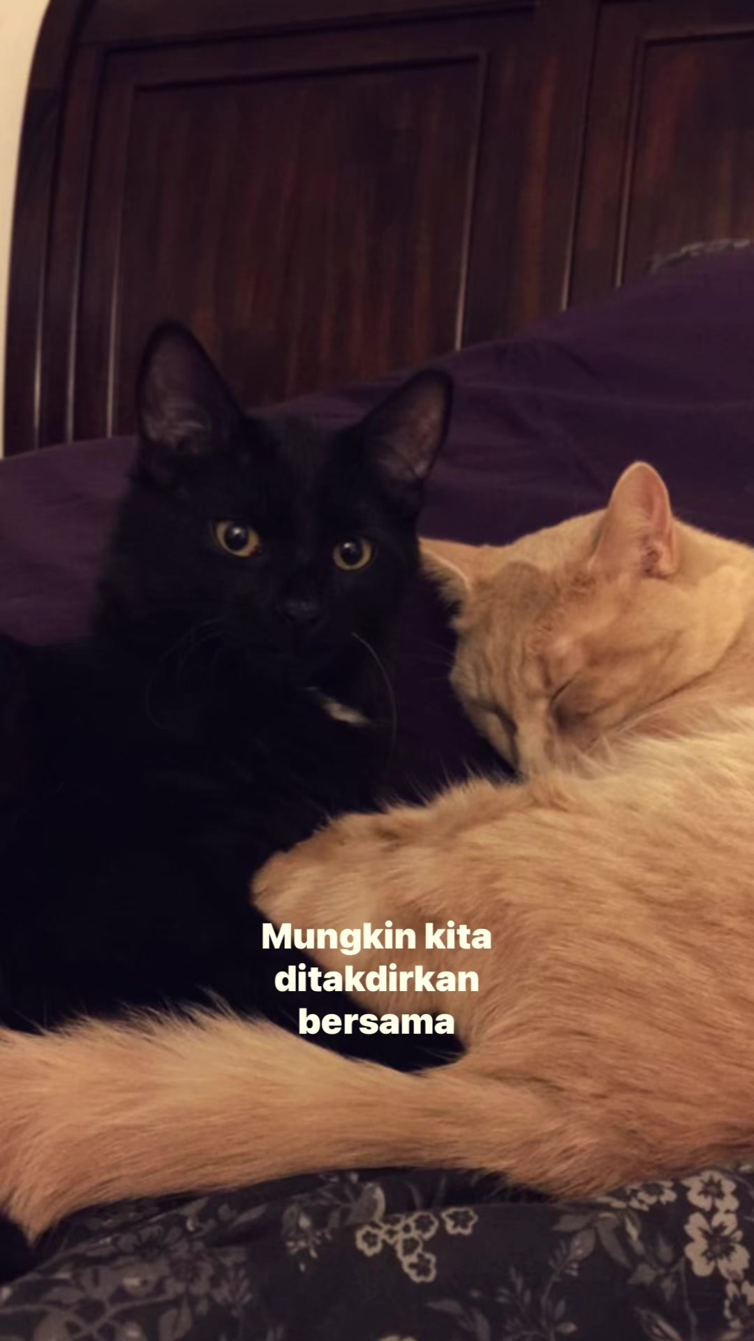 @^~^