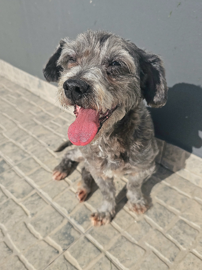 @Tierschutzhunde-Azoren