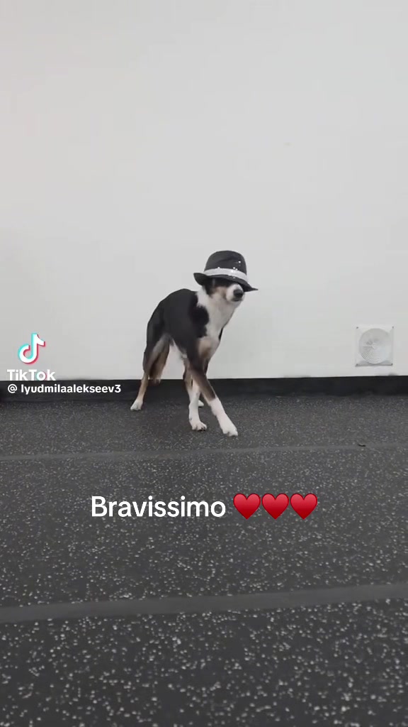 @6FRITTOMISTO✨