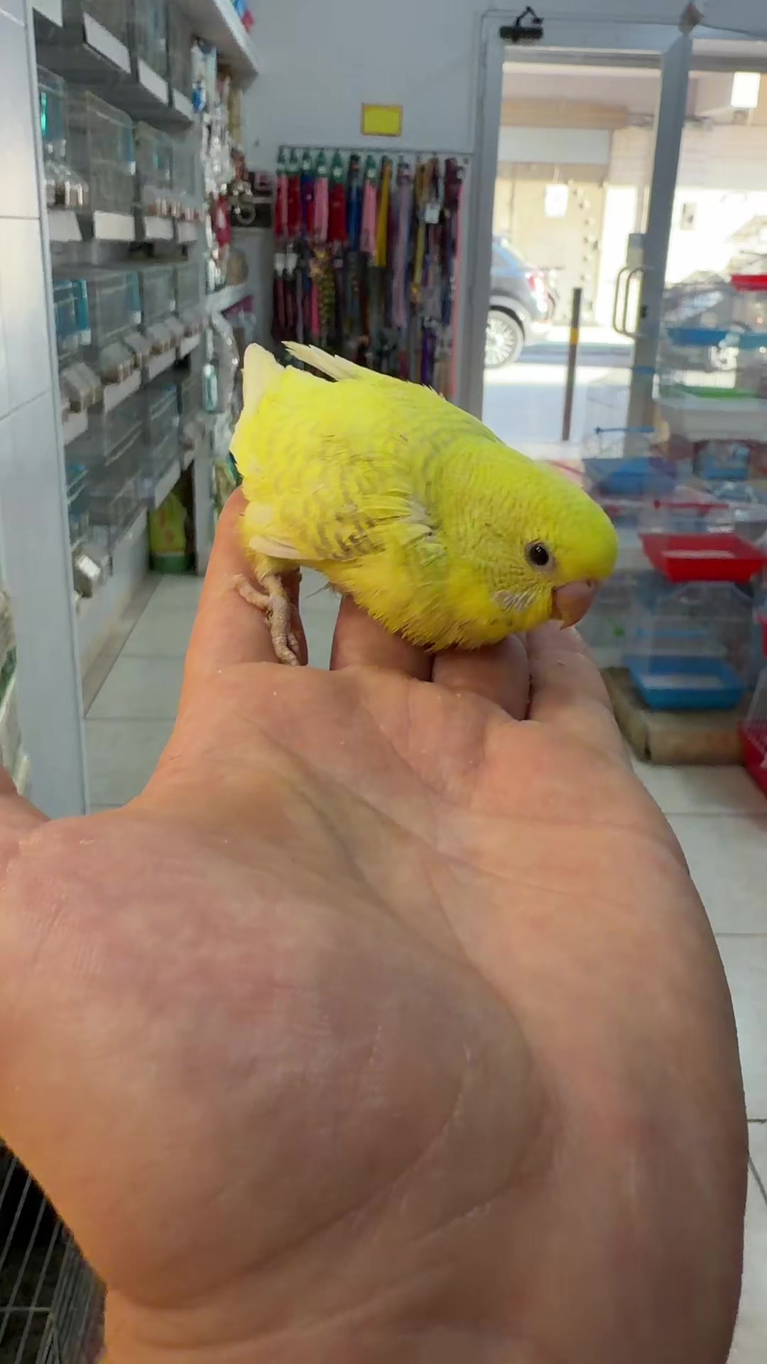 @Baby’s Bird