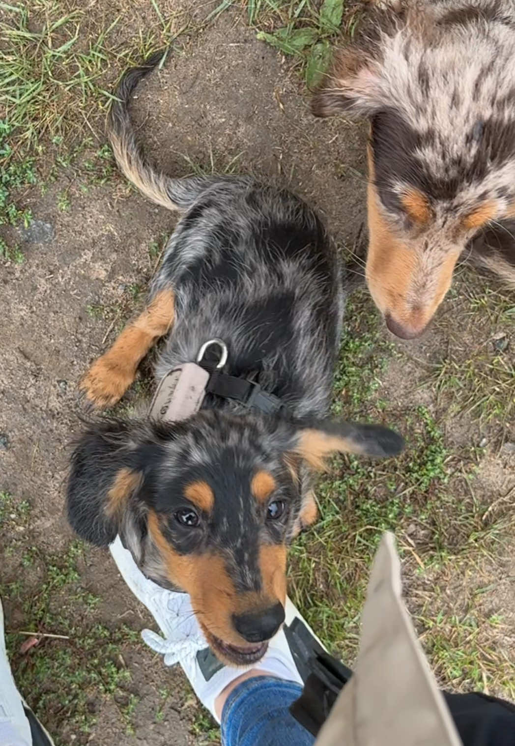 @Lio&Lou I Dachshund
