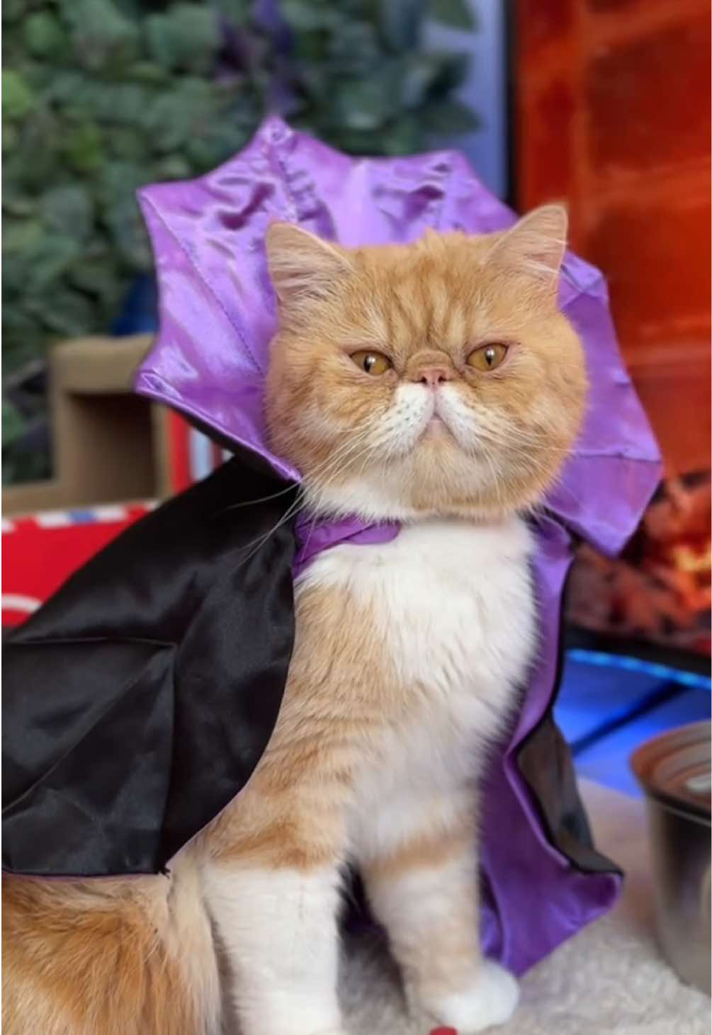 @hariton.cat