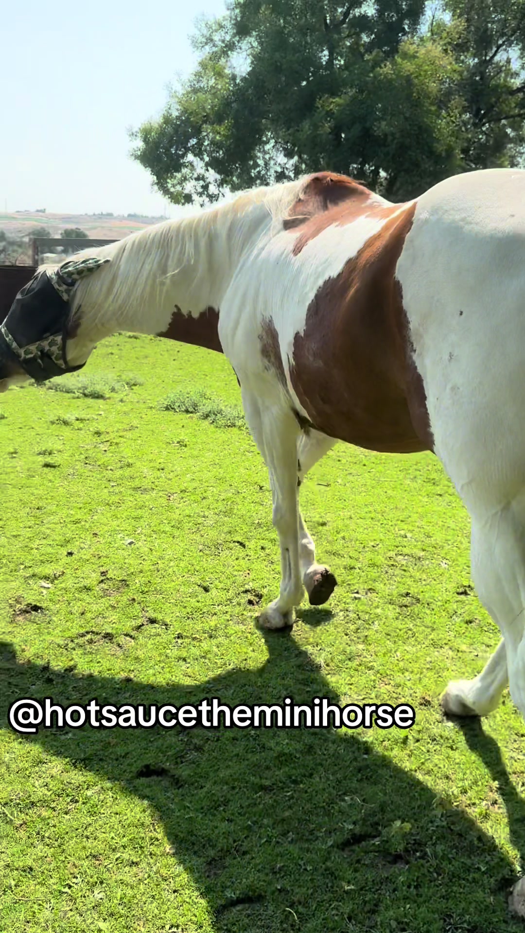 @Hot Sauce the Mini horse 🐎
