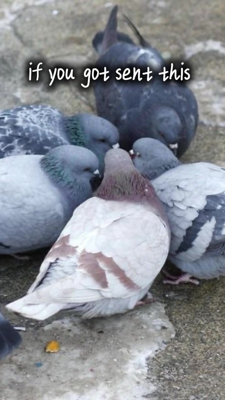 @Pigeon fan