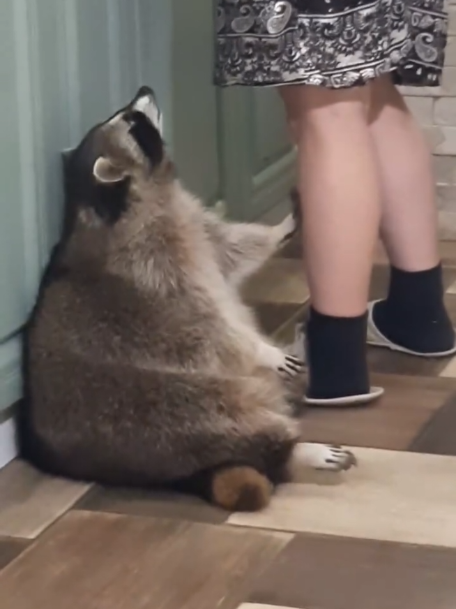 @playboyraccoon