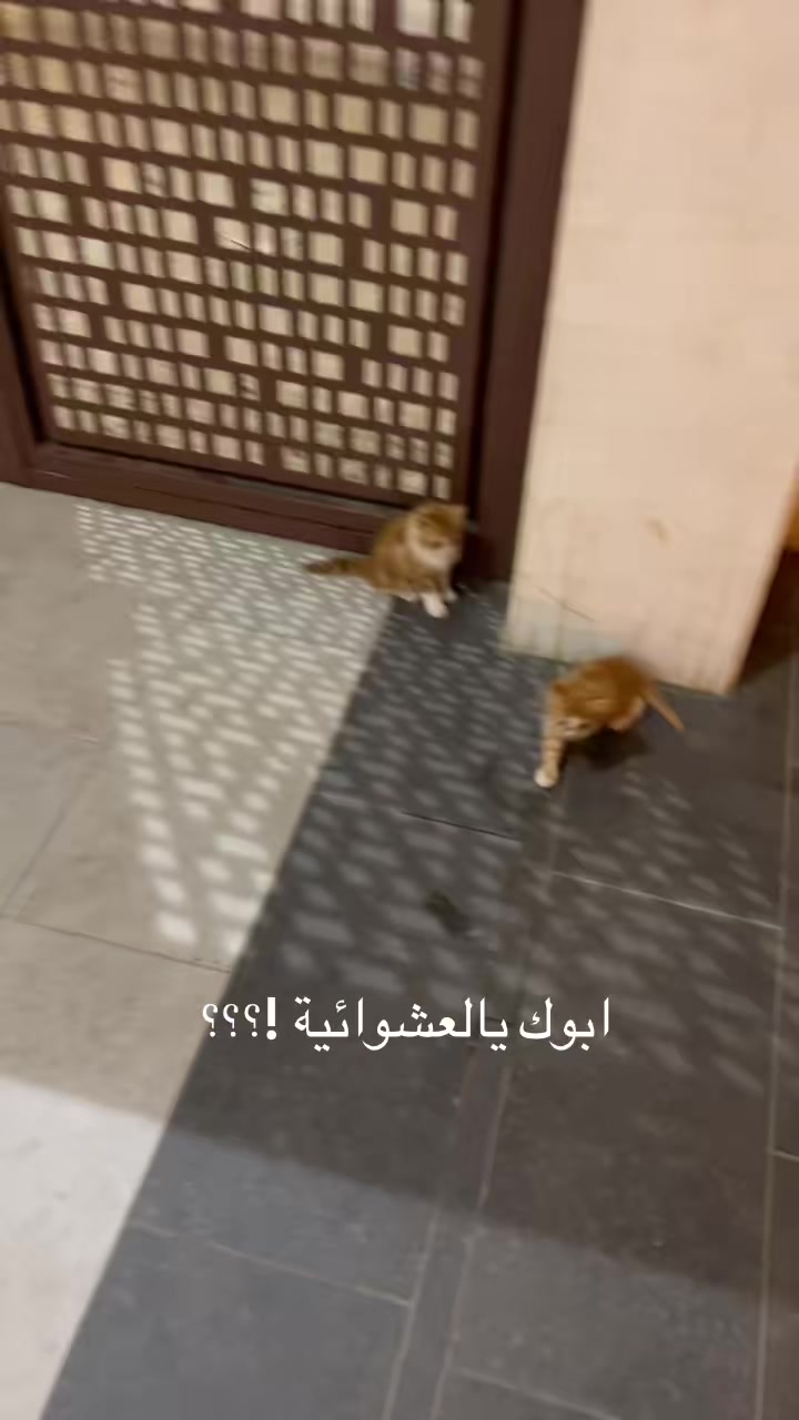 @the king