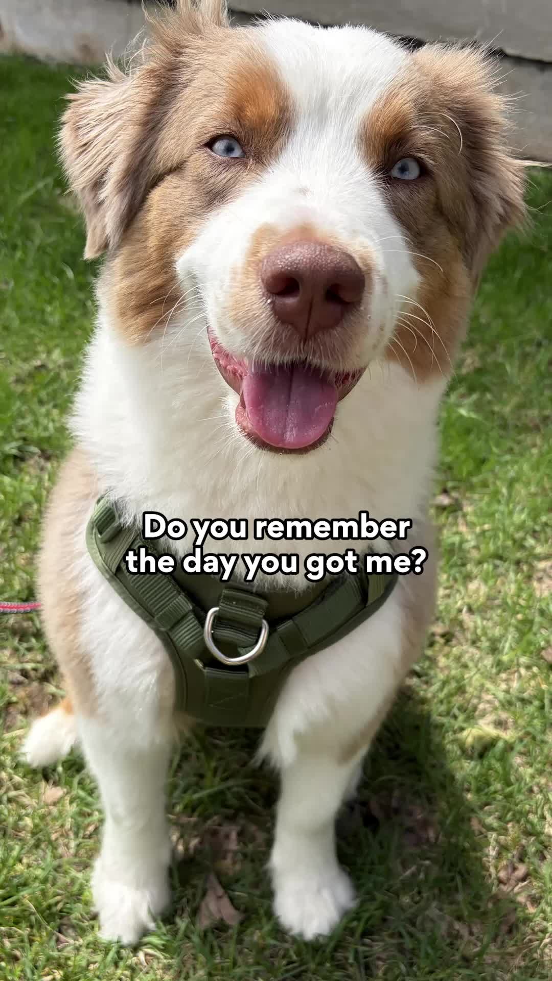 @Chewy