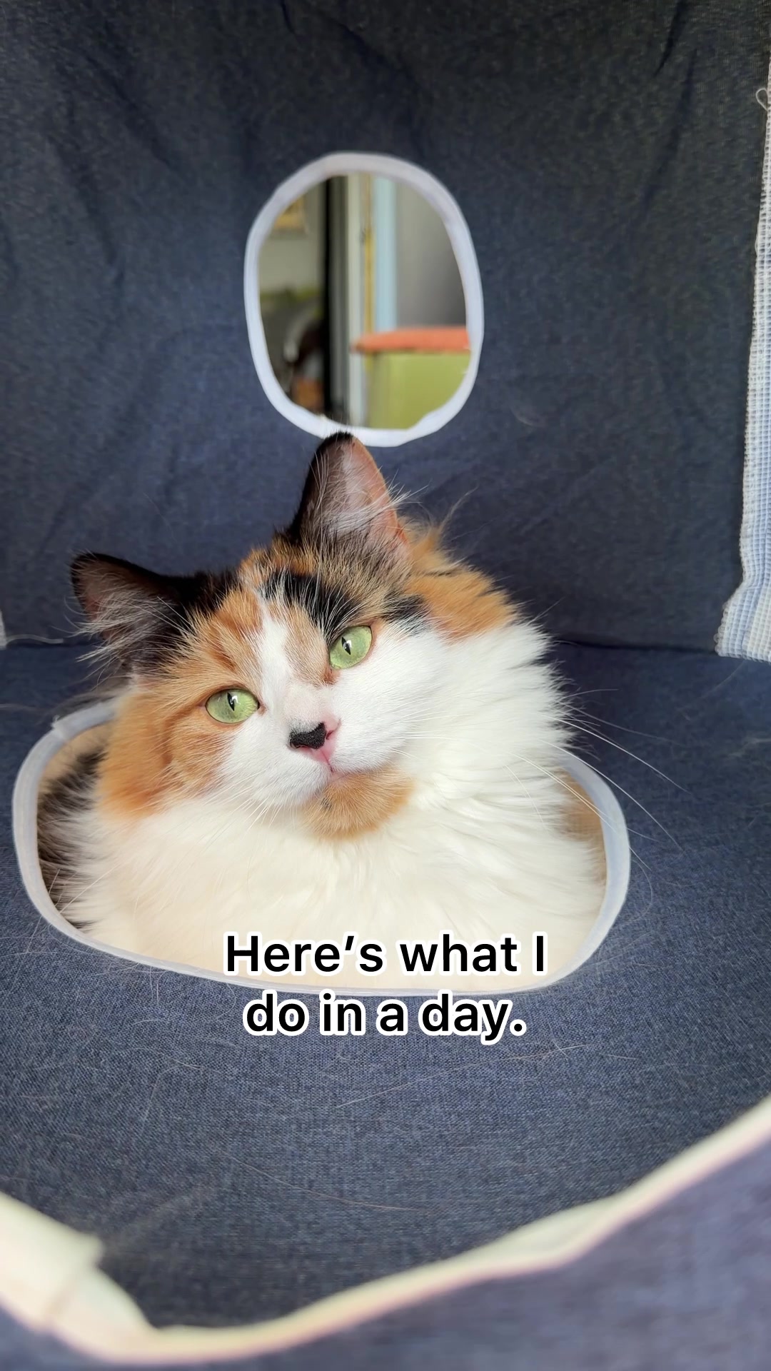 @The Oreo Cat