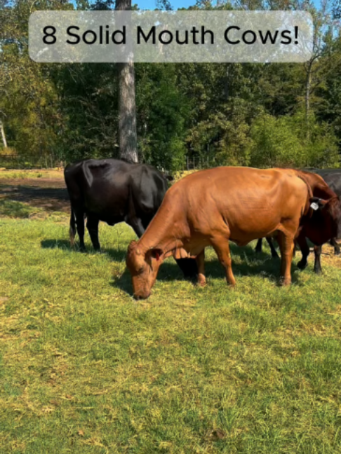 @Rutherford Land and Cattle