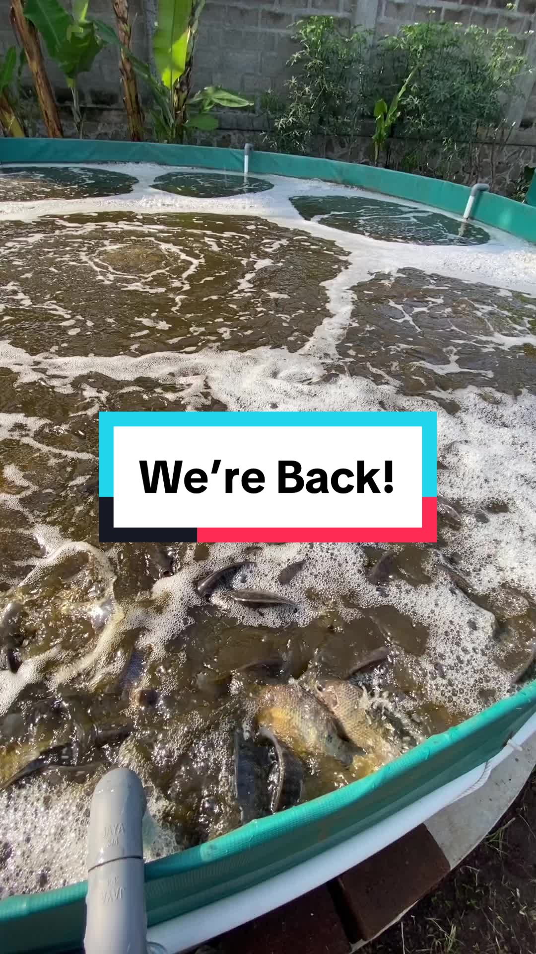 @Berkah Jaya Fish Farm