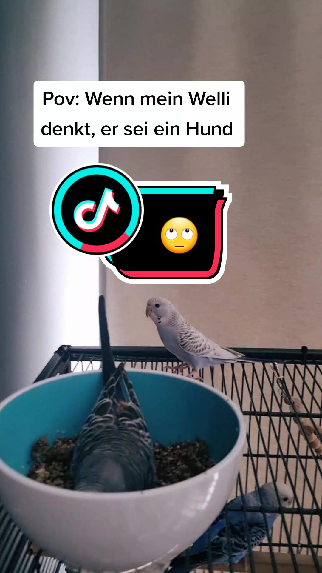 @Cing&ouml;z & Friends