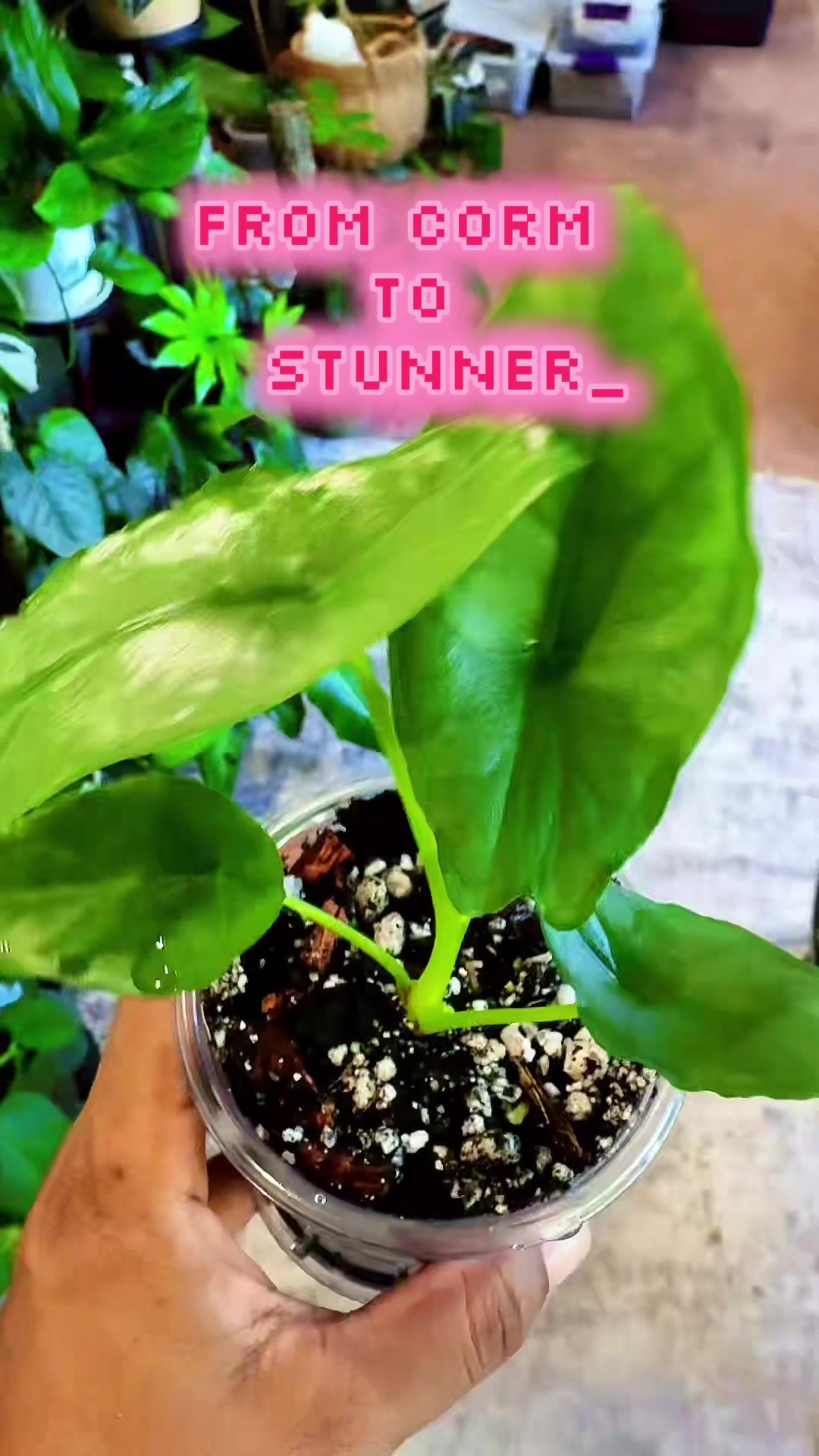 @PlantLadyNico🪴