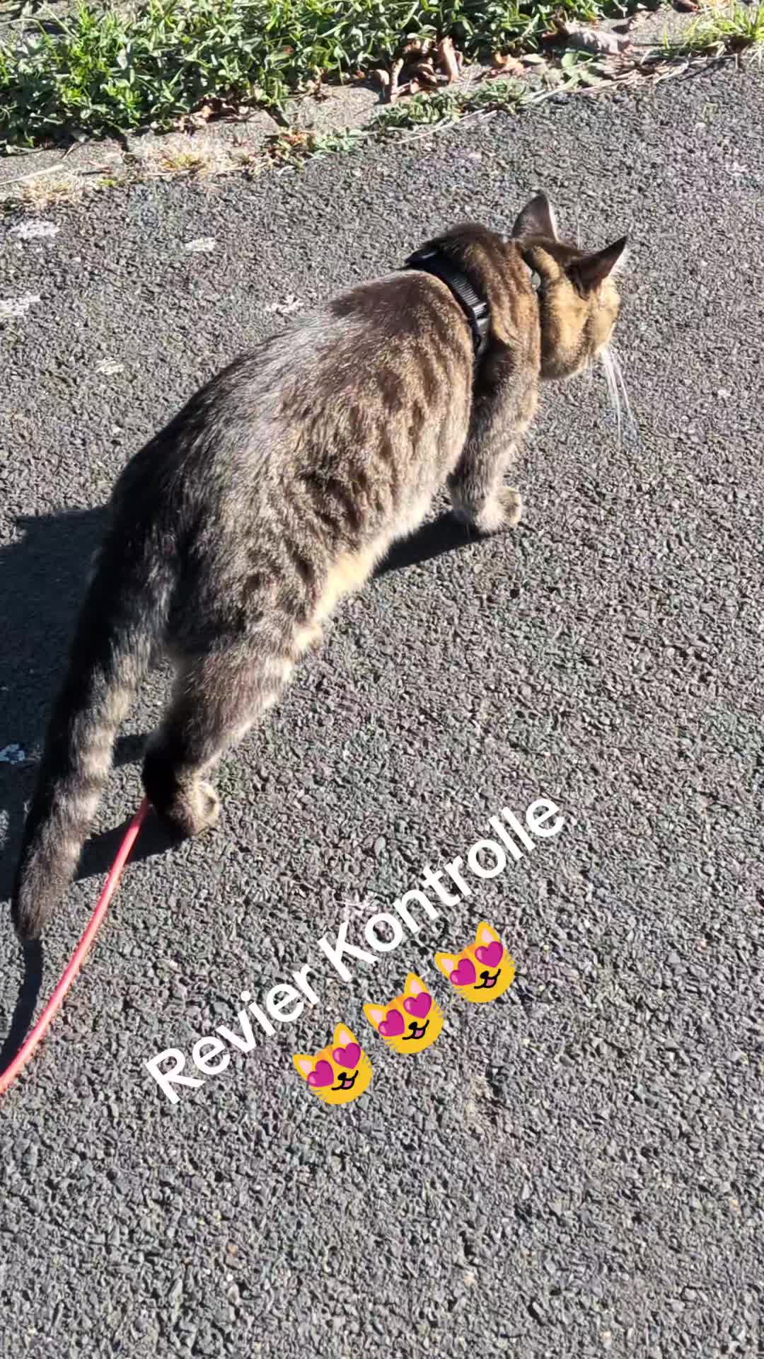 @😻Katrin&Odin 😻Modi Muddi 😻
