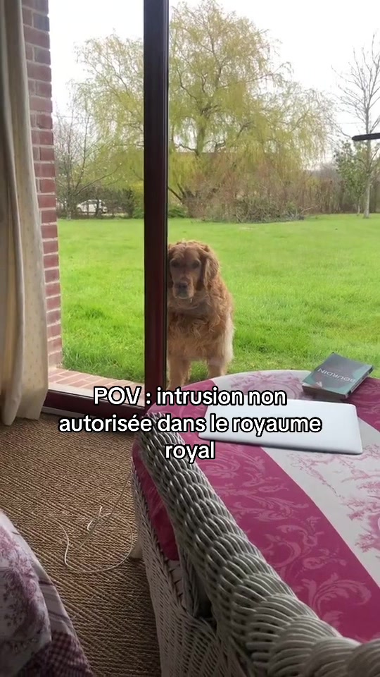 @Cavalier King Charles