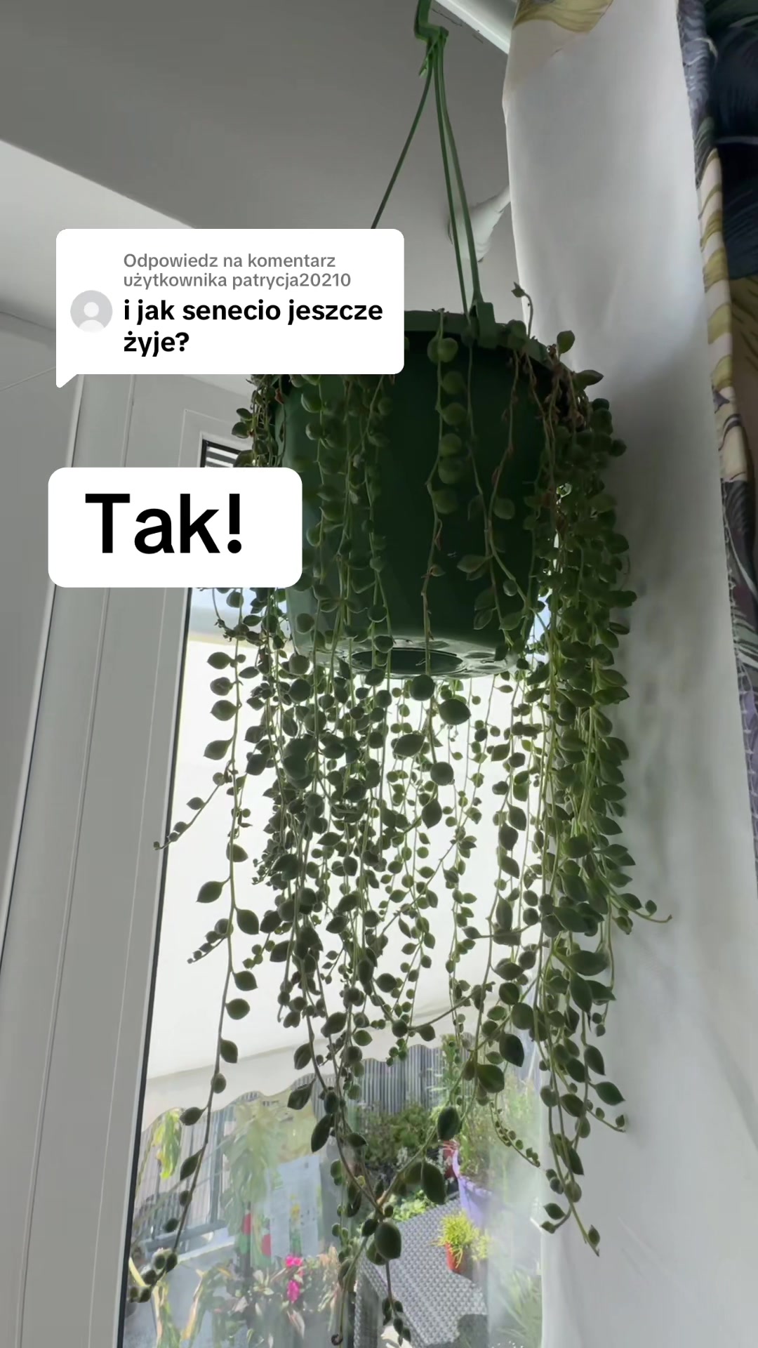 @maciej.plants