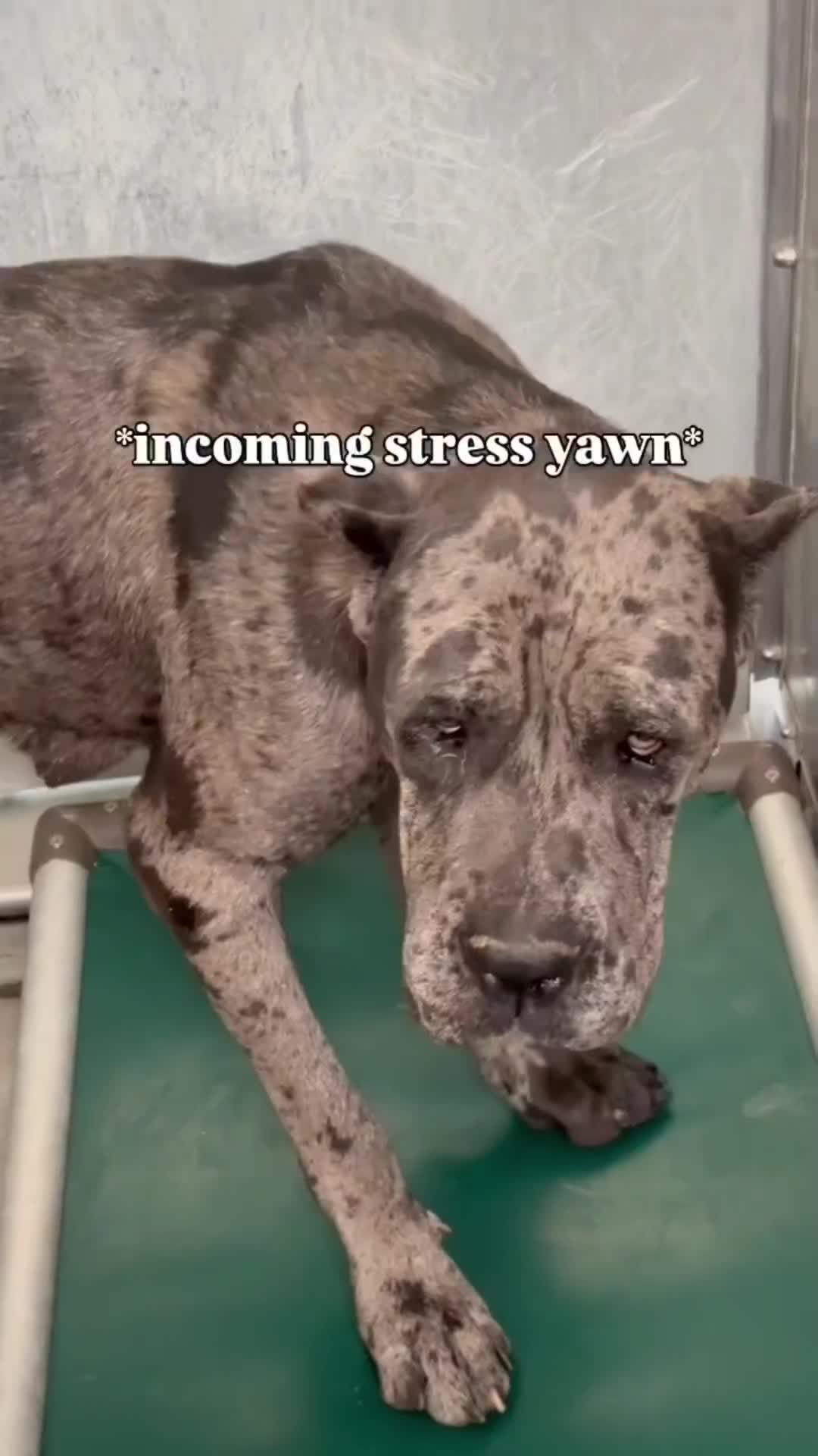 @Cane Corsos