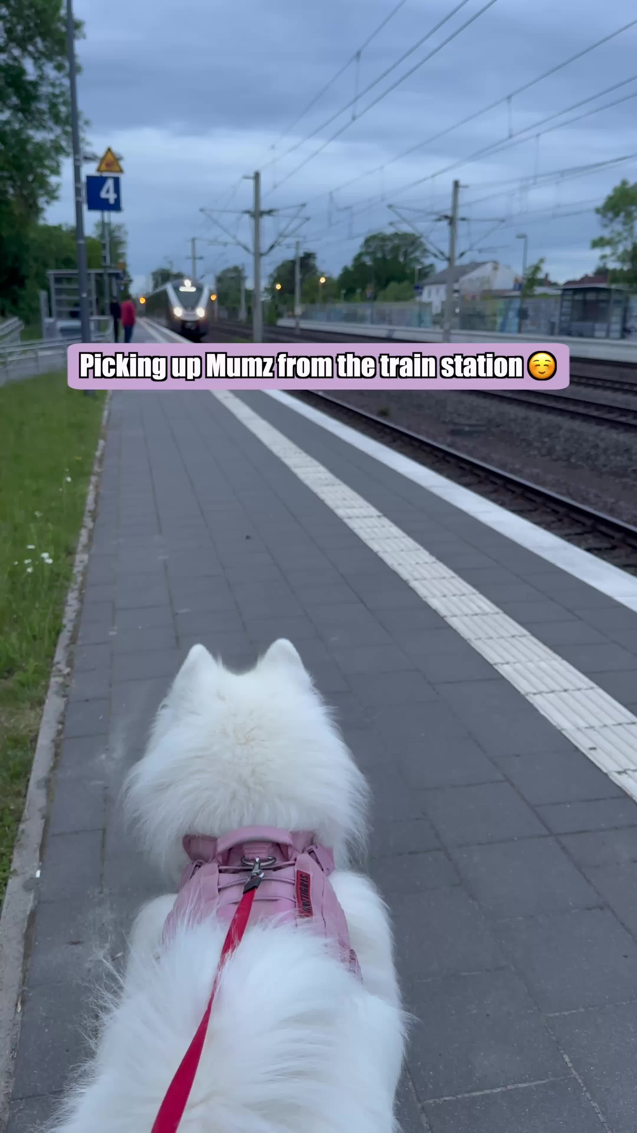 @wanderlust_samoyed