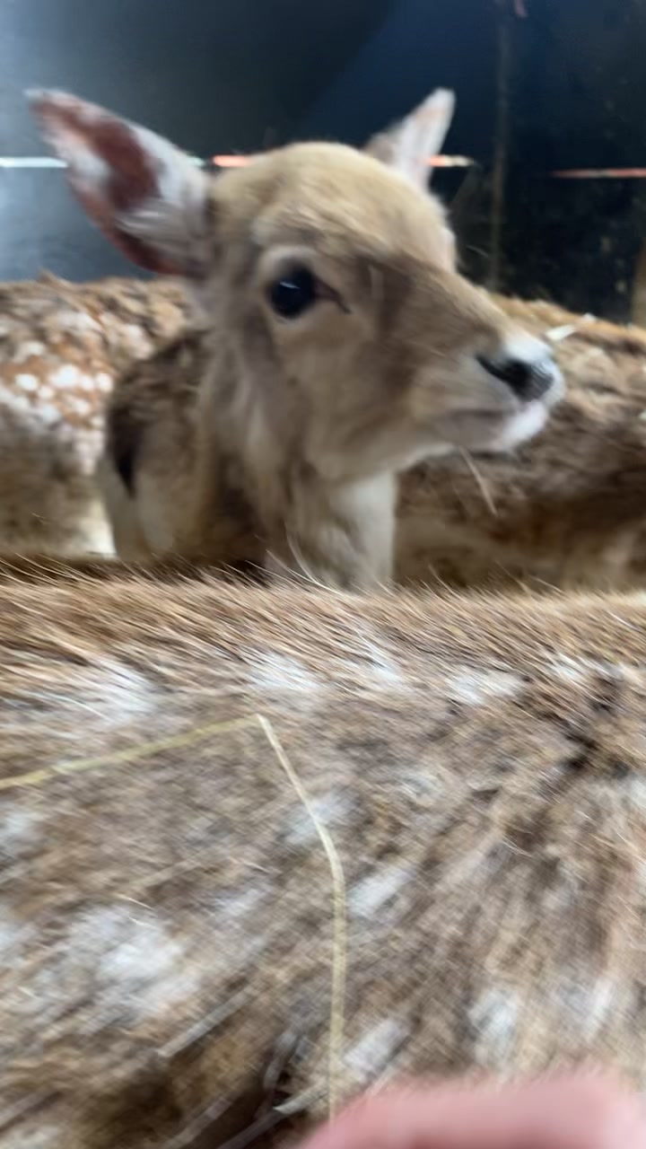@Boo__Farm