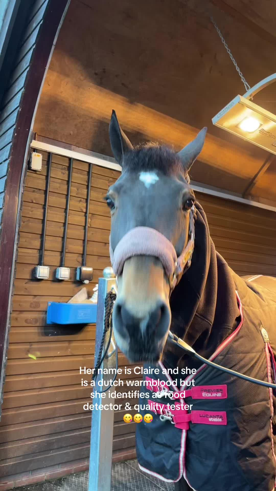 @Rookery Equine