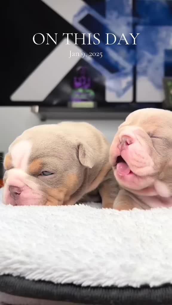 @1of1bulldogz