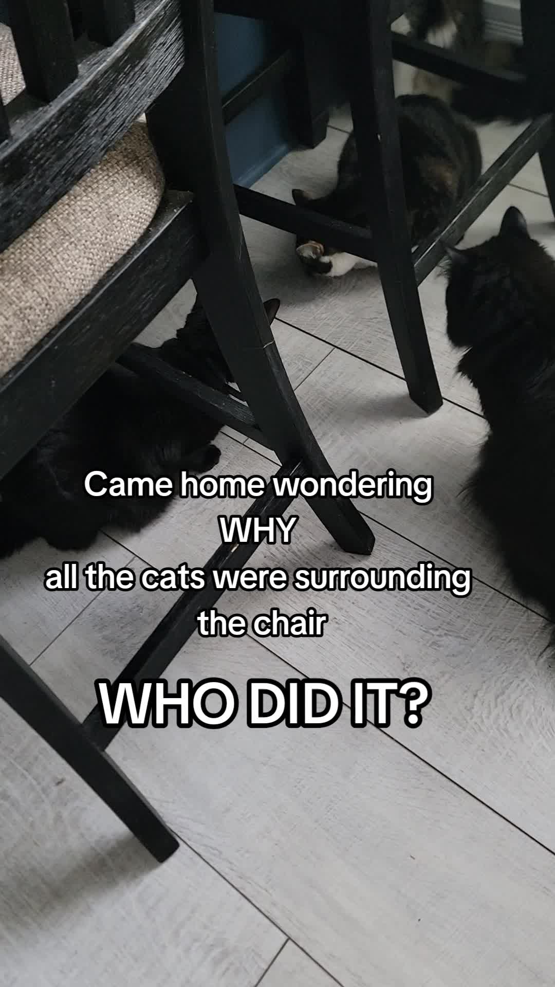 @CatCraze